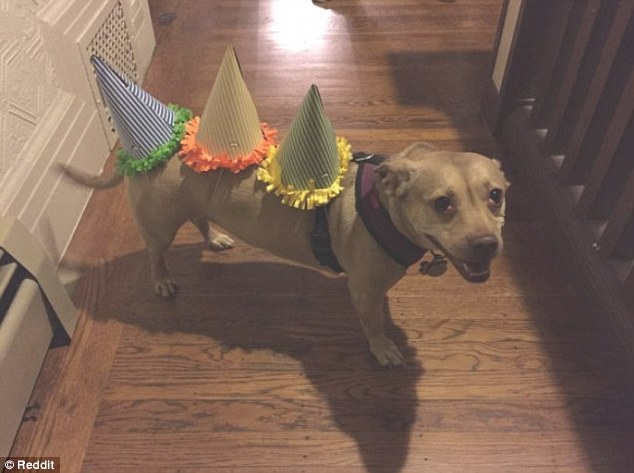 Vamos decorar o cachorro com chapéus de festa? Vamos!