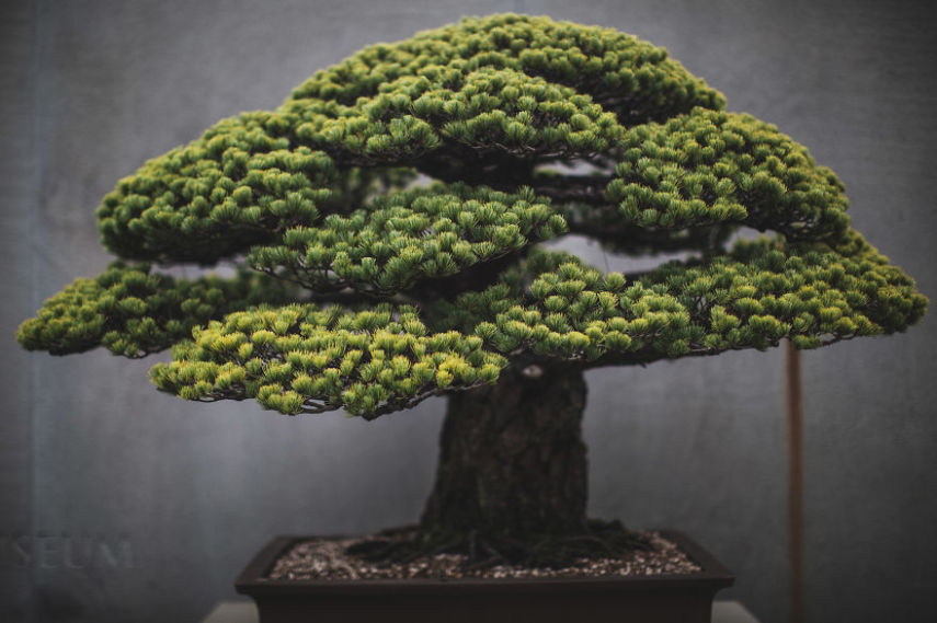 Imagem de Stephen Voss, fotógrafo especializado em bonsais