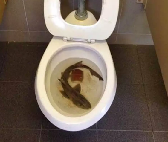 Nojooooo! Perfis compartilham na internet imagens de animais encontrados no vaso sanitário que deviam estar muito, muito longe de lá