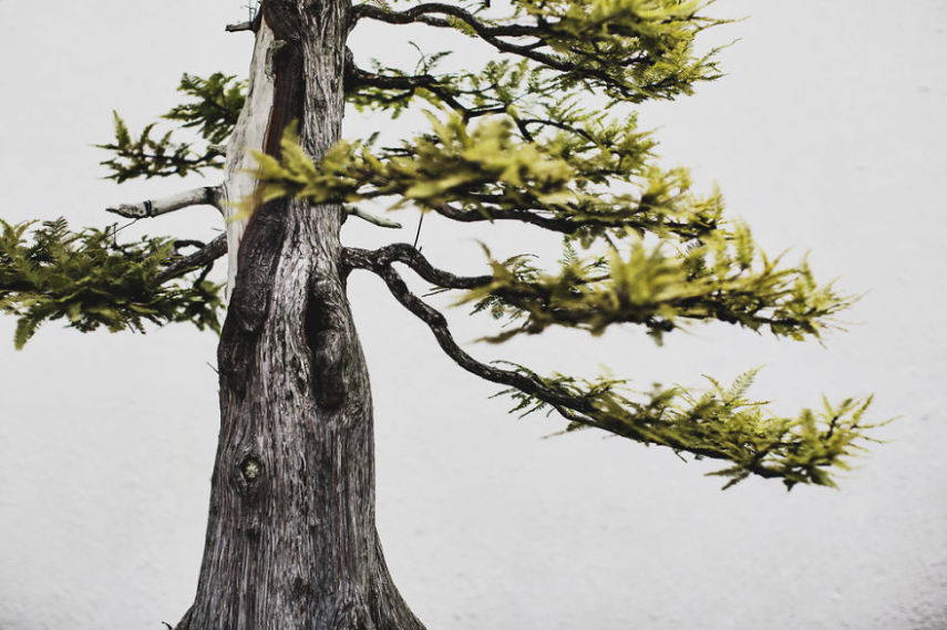 Imagem de Stephen Voss, fotógrafo especializado em bonsais