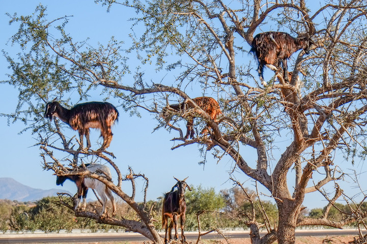 Cabras do Marrocos que sobem em árvores 