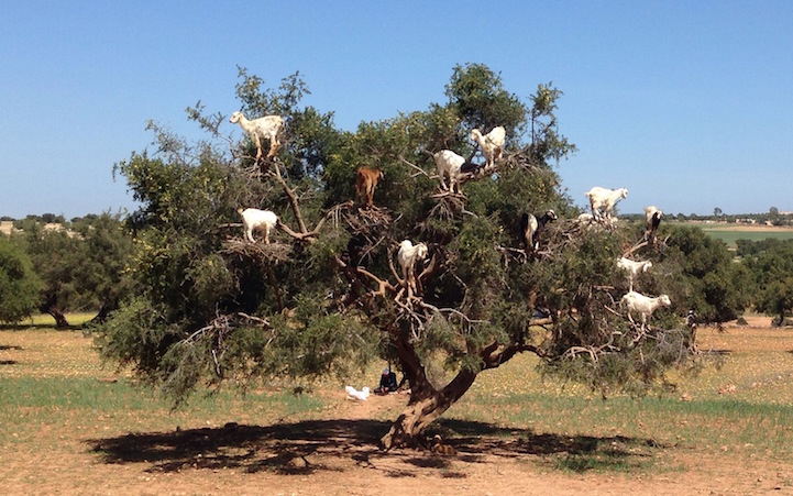 Cabras do Marrocos que sobem em árvores 