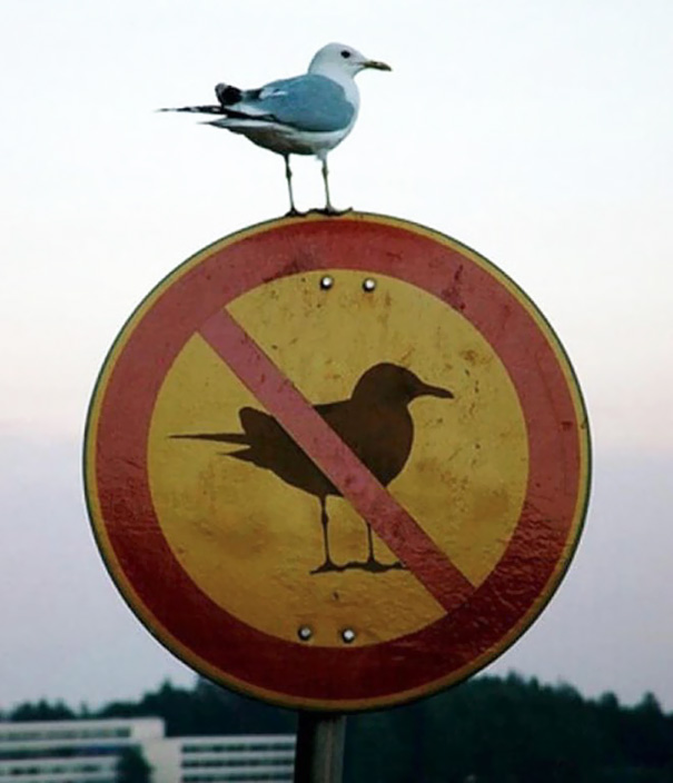 Não pise na grama, proibido fumar, não é permitido mergulhar, trazer cachorros... Esses anarquistas provaram que regras e proibições não servem para nada. Olha só que show!