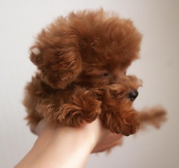 Vem conhecer o Bibi Shasha, este toy poddle que, de tão pequeno e fofo, parece de pelúcia. 