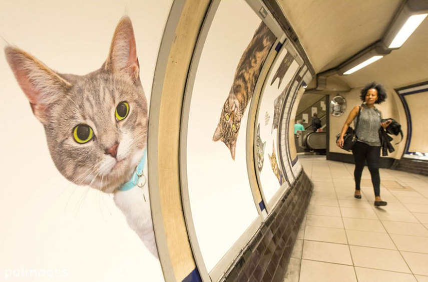 Estação do metrô em Londres é dominada por anúncios de gatos