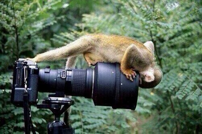 Ó lá como o macaco faz selfie...
