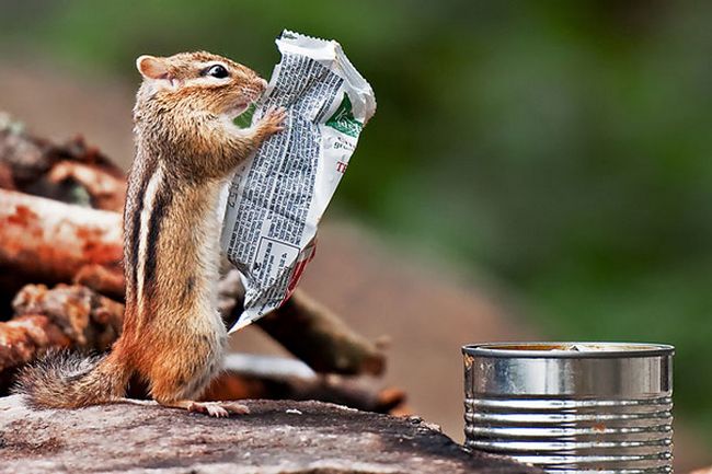 Esse esquilo está lendo o jornal?