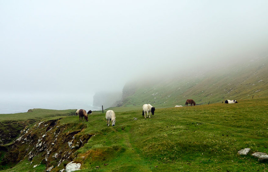 Os famosos e lindos mini pôneis habitam a remota ilha de Foula, no litoral da Escócia
