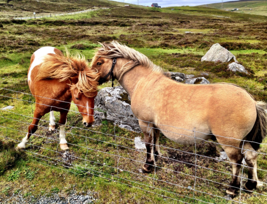 Os famosos e lindos mini pôneis habitam a remota ilha de Foula, no litoral da Escócia
