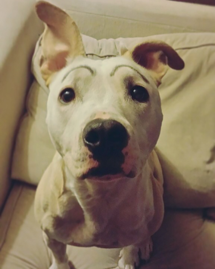 Os donos destes cachorros têm um senso de humor afiado e decidiram desenhar sobrancelhas nestes pets. O resultado é fofo e divertido!
