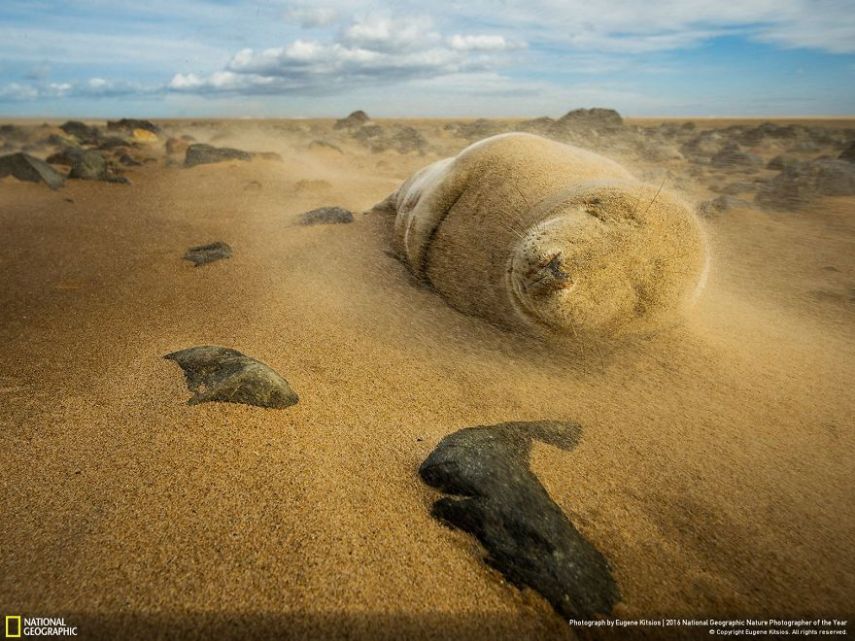 O concurso divulgou as 50 fotos finalistas do National Geographic Nature Photographer of the Year 2016