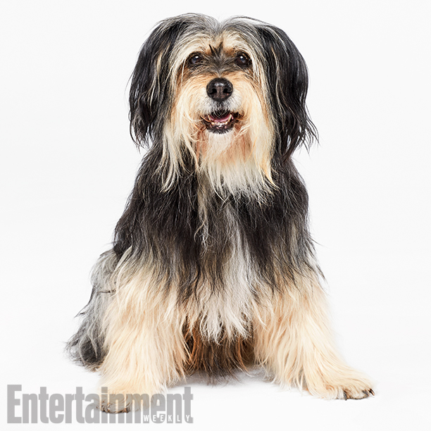 Na foto, Paul Anka, o cachorro de Lorelai na série