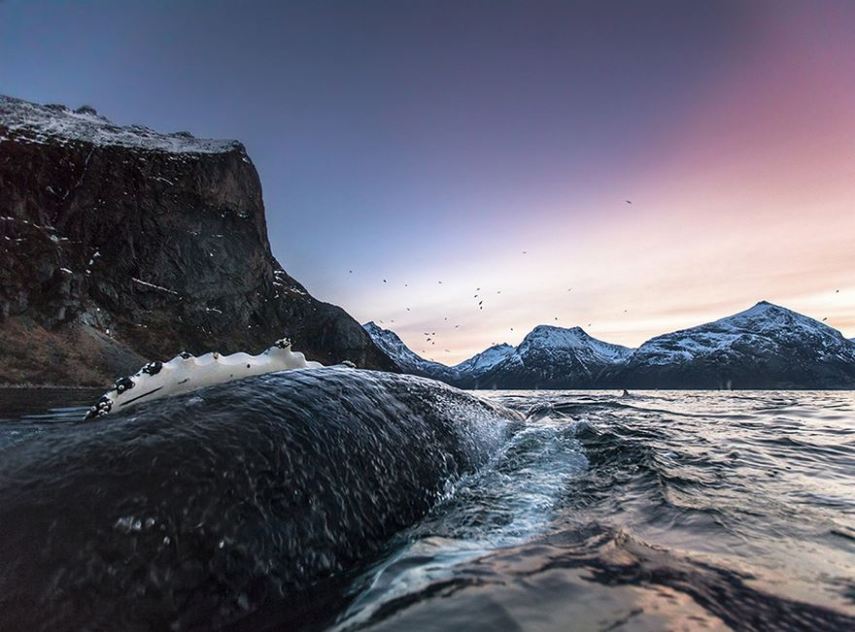 Biólogo norueguês Audun Rikardsen é fascinado por baleias
