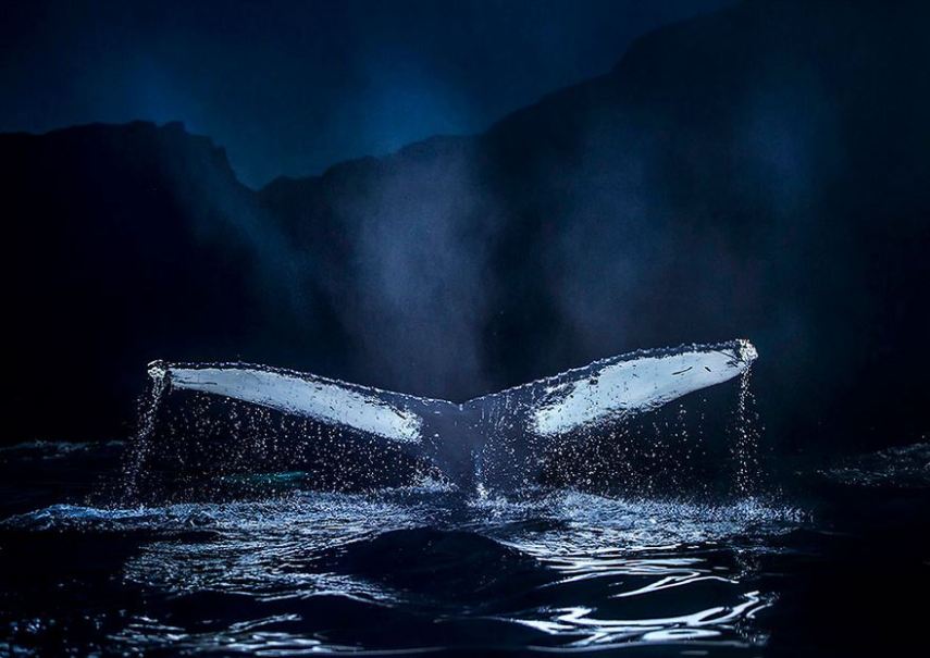 Biólogo norueguês Audun Rikardsen é fascinado por baleias