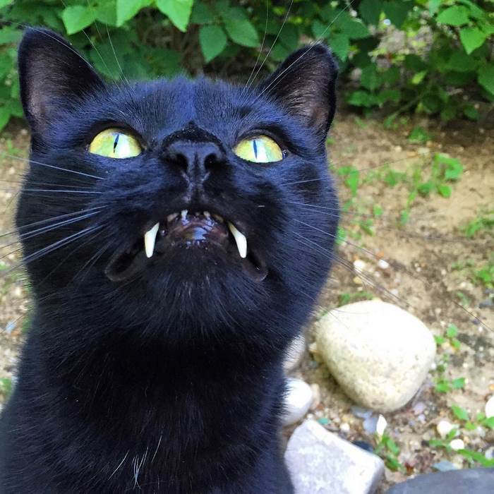 Conheça Monkey, o gatinho que tem verdadeiros dentes de vampirinho. É fofo demais!