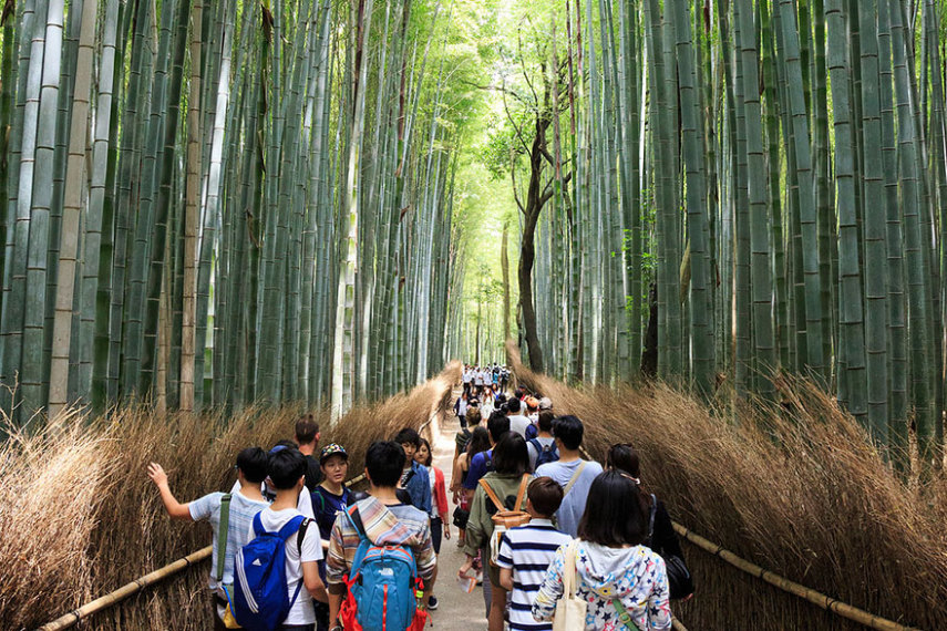 Floresta de bambu em Kyoto, Japão