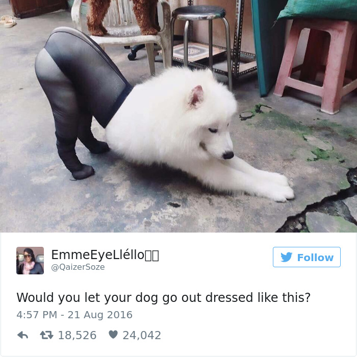 Você deixaria seu cachorro sair assim?