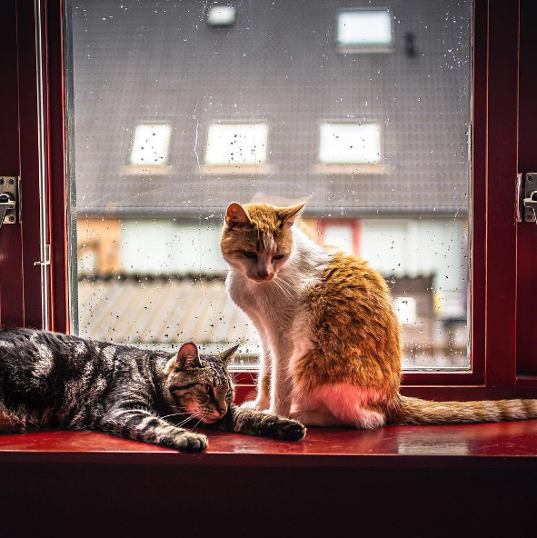 A holandesa Felicity Berkleef, de 21 anos, é fotógrafa especialista em retratar animais de estimação. E, entre seus favoritos, estão seus dois gatinhos: Nero e Tommie. 
