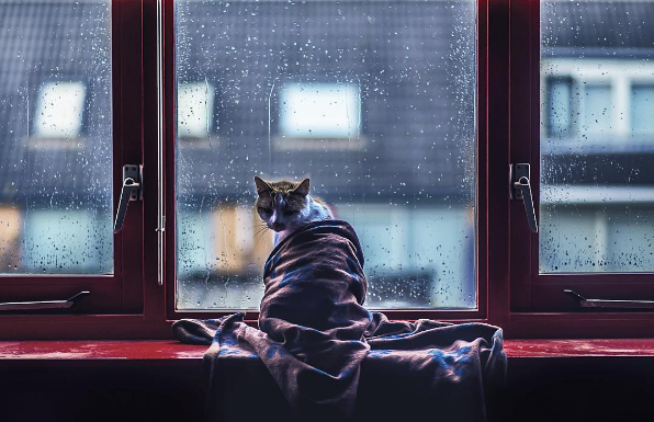 A holandesa Felicity Berkleef, de 21 anos, é fotógrafa especialista em retratar animais de estimação. E, entre seus favoritos, estão seus dois gatinhos: Nero e Tommie. 