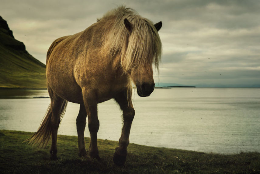 Fotógrafo especialista em cavalos retrata animais da Islândia