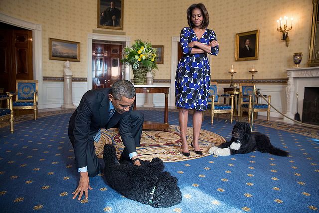 Bo e Sunny ganharam corações no mundo todo em suas aparições durante o mandato do presidente americano Barack Obama