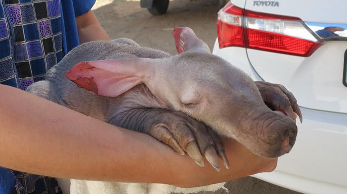 Um motorista de caminhão na Namíbia ficou extremamente surpreso ao encontrar um bebê Aardvark (ou porco-formigueiro), dormindo tranquilamente encostado nos seus pneus. Ele levou o bichinho para um abrigo e ele recebeu muito amor e carinho antes de ser solto novamente na natureza