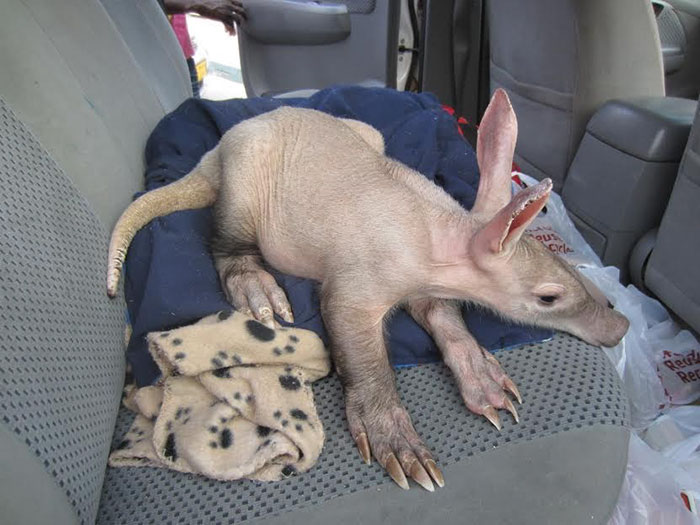 Um motorista de caminhão na Namíbia ficou extremamente surpreso ao encontrar um bebê Aardvark (ou porco-formigueiro), dormindo tranquilamente encostado nos seus pneus. Ele levou o bichinho para um abrigo e ele recebeu muito amor e carinho antes de ser solto novamente na natureza