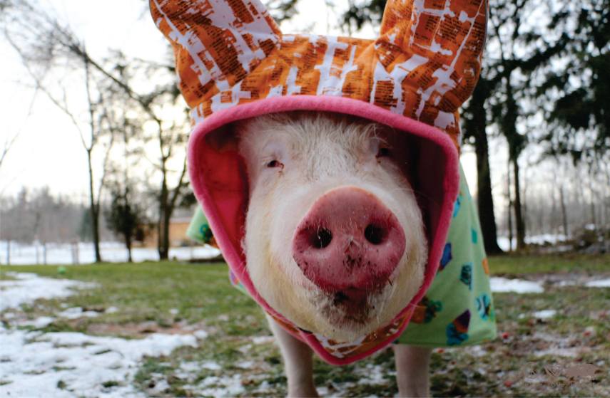 O casal Steve Jenkins e Derek Walter resolveu comprar um mini porco, porque queriam muito ter um pet para completar suas vidas em Ontário, no Canadá. Esther chegou com apenas seis meses e pesando 1,8 kg. A porquinha cresceria no máximo até 31 kg. Esther cresceu um 