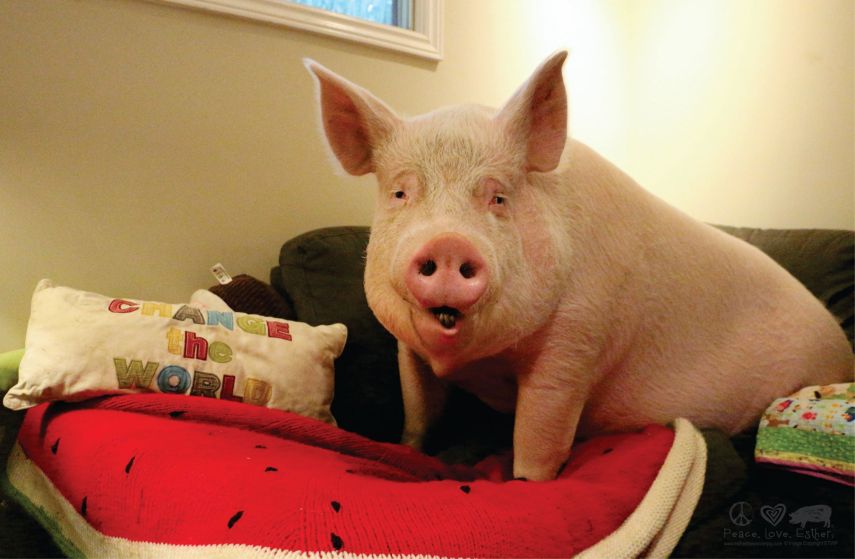 O casal Steve Jenkins e Derek Walter resolveu comprar um mini porco, porque queriam muito ter um pet para completar suas vidas em Ontário, no Canadá. Esther chegou com apenas seis meses e pesando 1,8 kg. A porquinha cresceria no máximo até 31 kg. Esther cresceu um 