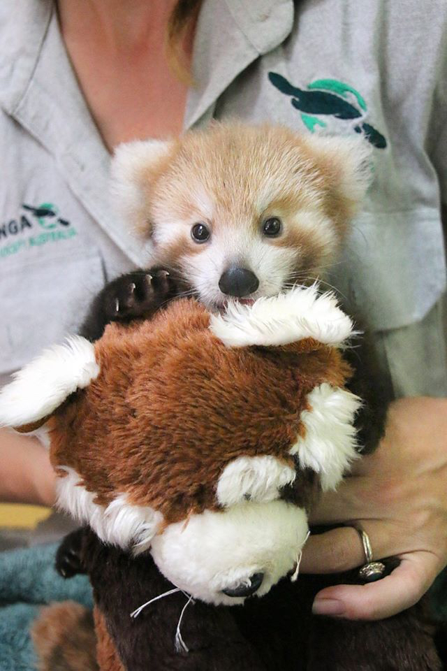 Panda vermelho filhote se encanta com bicho de pelúcia