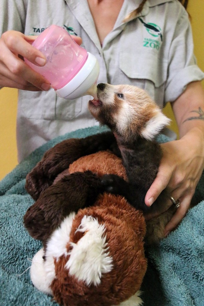 Panda vermelho filhote se encanta com bicho de pelúcia