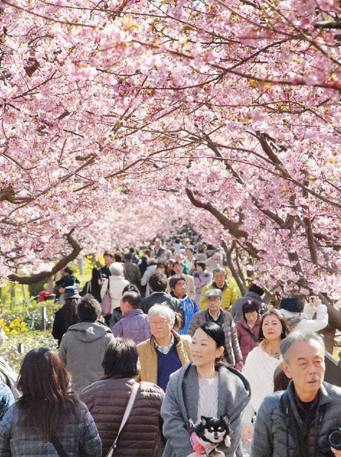 A pequena cidade é famosa por suas 8 mil cerejeiras que florescem cedo todos os anos, deixando a paisagem exuberante e recebendo milhões de visitantes em fevereiro