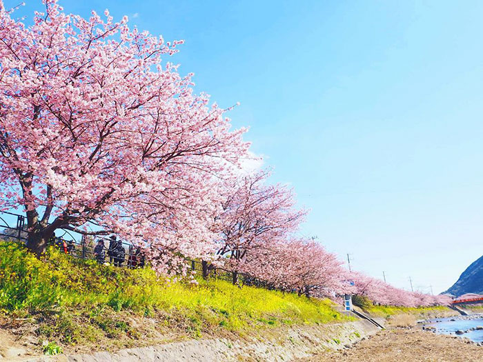 A pequena cidade é famosa por suas 8 mil cerejeiras que florescem cedo todos os anos, deixando a paisagem exuberante e recebendo milhões de visitantes em fevereiro