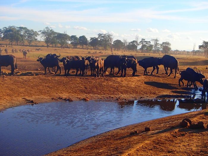 O Homem da água gasta algumas horas todos os dias dirigindo para encher alguns buracos de água para que animais selvagens do Quênia não morram de sede