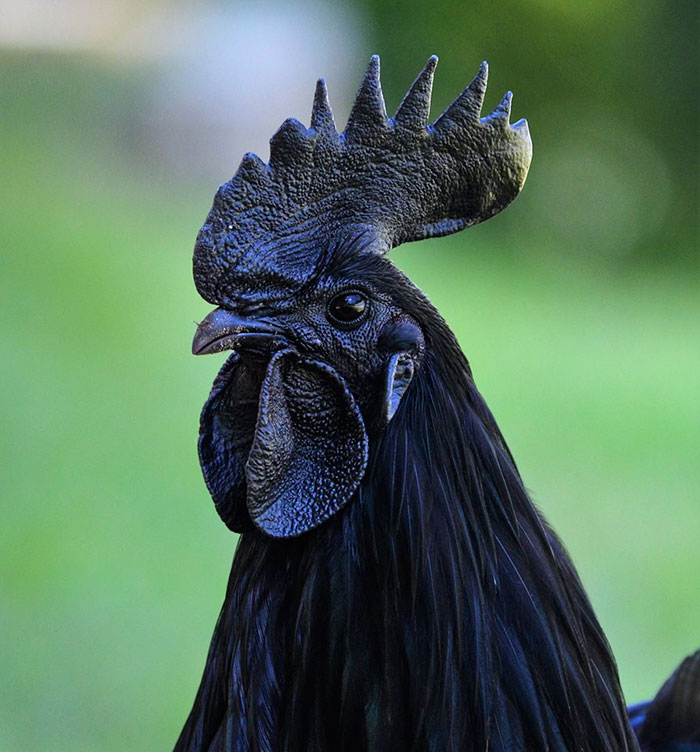 Todo pretos, inclusive penas e ossos, frangos 'góticos' aparecem na Indonésia