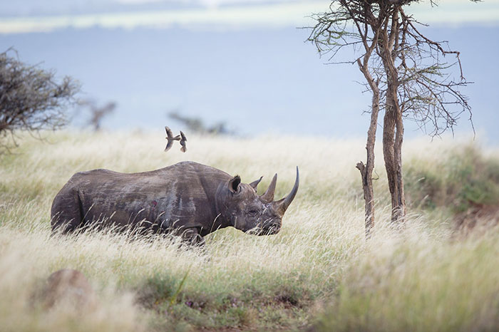 Parque Nacional de Kaziranga, santuário de rinocerontes