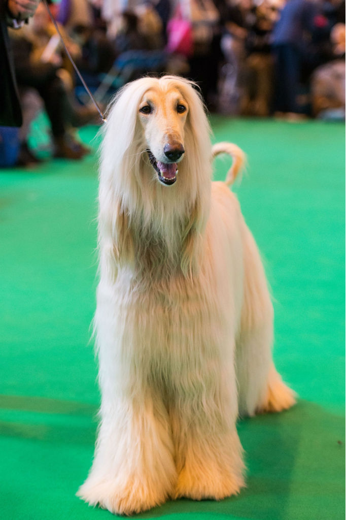 No Crufs, uma das maiores competições caninas da Inglaterra, os dogs capricham no visual e parecem até gente. Olha que lindeza!