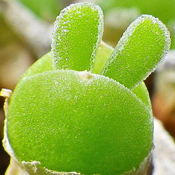 Uma espécie de suculenta chamada Monilaria obconica tem uma forma única e muito fofa, já que parece uma orelha de coelho