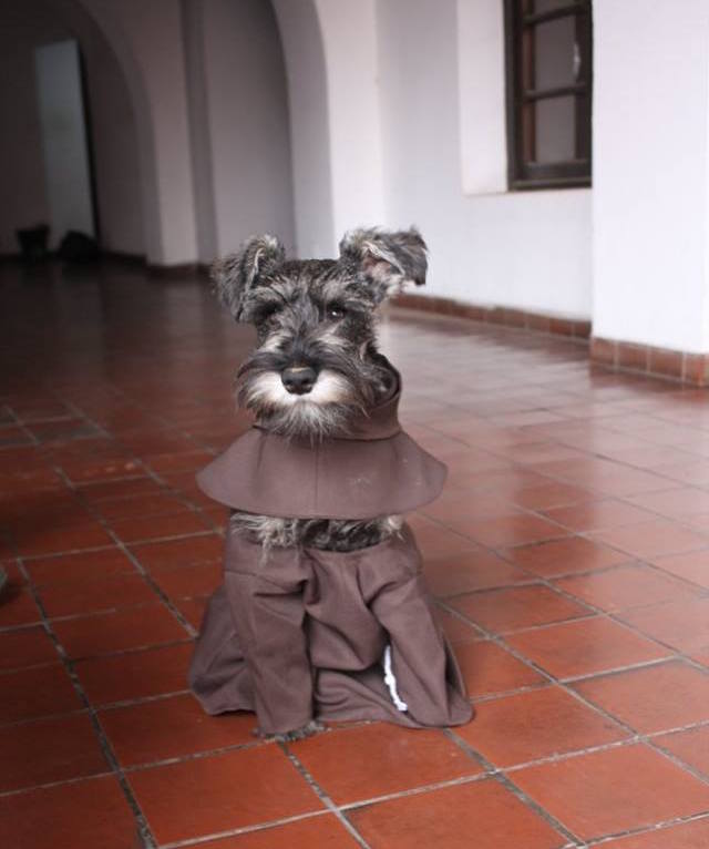 Cachorro vira monge na Bolívia