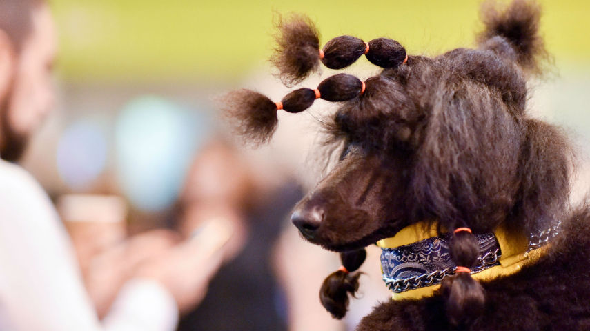 No Crufs, uma das maiores competições caninas da Inglaterra, os dogs capricham no visual e parecem até gente. Olha que lindeza!