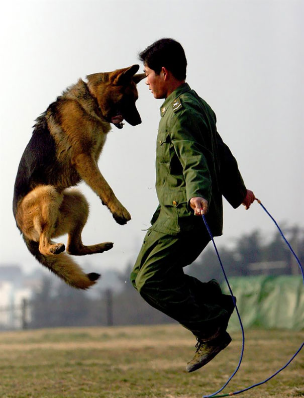 Cães heróis: a relação de soldados e seus animais