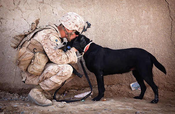 Cães heróis: a relação de soldados e seus animais