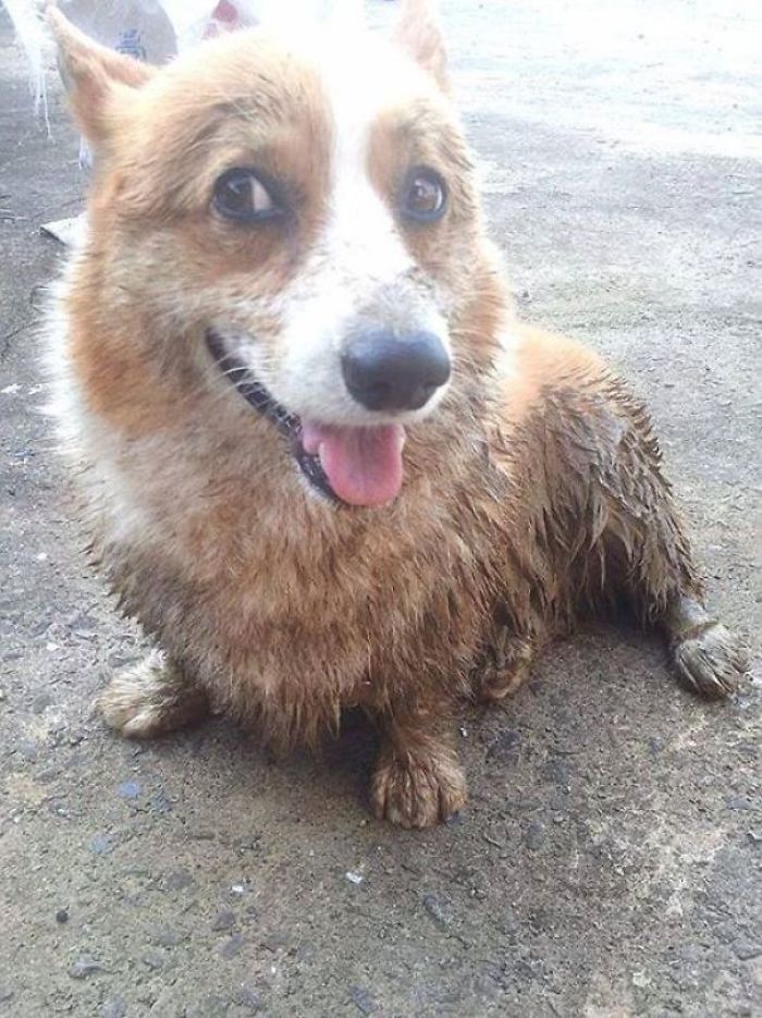 Cachorros que nunca poderiam ir ter ido para lama