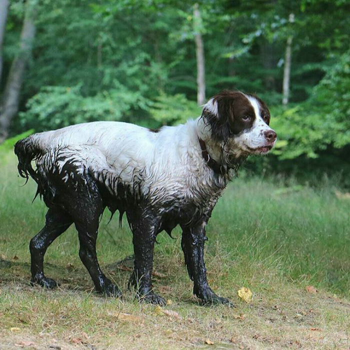 Cachorros que nunca poderiam ir ter ido para lama