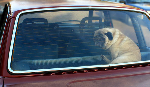 Homem deixa ovo dentro de carro para fazer alerta para pessoas que deixam cachorros presos lá dentro