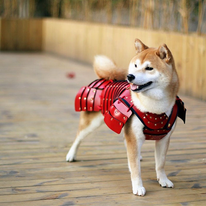 Uma empresa japonesa chamada Samurai Age acaba de criar algo que o mundo precisava ver: armaduras samurais para cachorros e gatos.