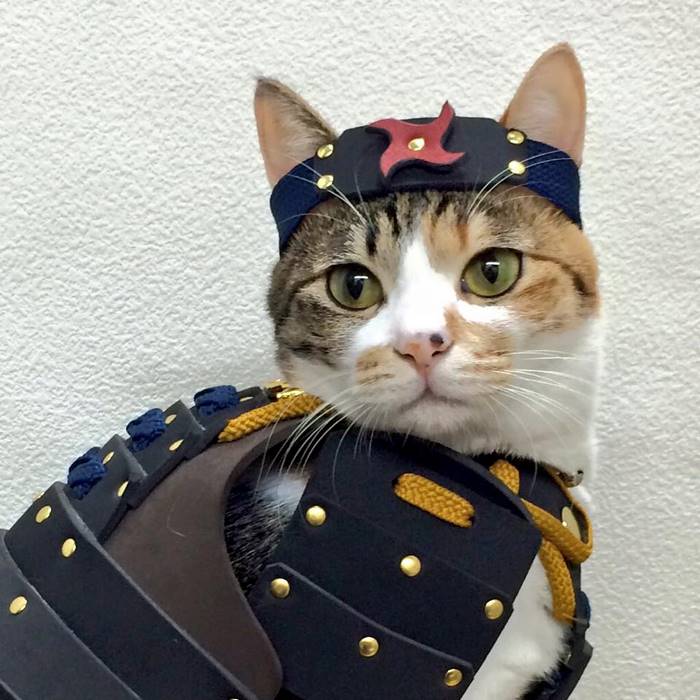 Uma empresa japonesa chamada Samurai Age acaba de criar algo que o mundo precisava ver: armaduras samurais para cachorros e gatos.