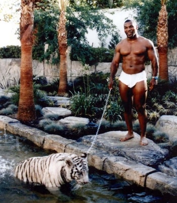 Pouco depois do declínio de sua carreira de boxe na década de 1990, Mike Tyson começou a viver uma vida de excessos, que incluiu a compra de uma mansão de 38 quartos e muitas jóias caras, carros exóticos e três tigres de bengala raro. Os tigres custaram mais de três mil reais cada, mas o que impressionava na época eram os gastos mensais com o animal: só com alimentação, eram mais de R$ 12 mil mensais com cada um. Em 2002, Tyson passou por um problema financeiro e teve que mandar seus animais para um refúgio no Colorado, nos Estados Unidos. Um outro fato curioso de Tyson com animais é que ele ofereceu mais de R$ 30 mil reais para um zoológico para lutar com um gorila
