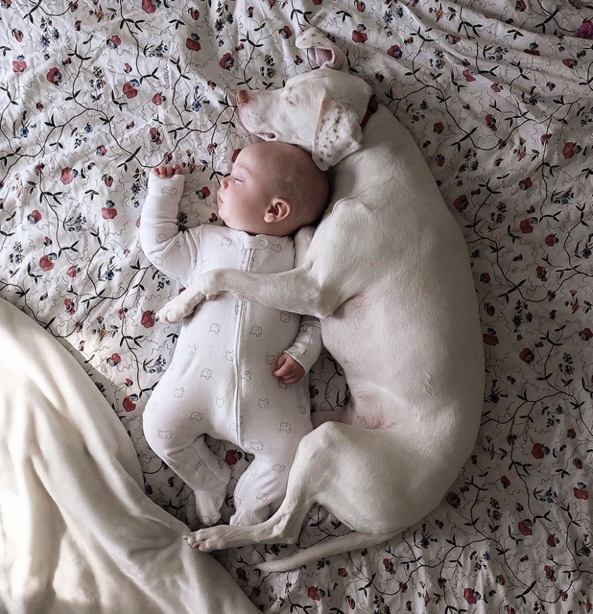 Amizade entre cachorra e bebê faz sucesso na web. Para acompanhar, é só seguir @wellettas no Instragram