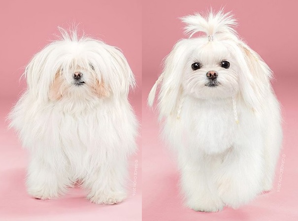 A fotógrafa de animais Grace Chon, em parceria com um pet shop, registrou uma série de imagens de cachorros depois de passarem pelas tesouras de tosadores criativos.